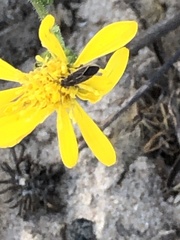 Ochrimnus carnosulus