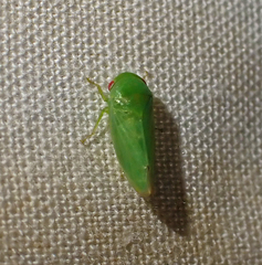 Batracomorphus
