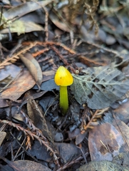 Hygrocybe