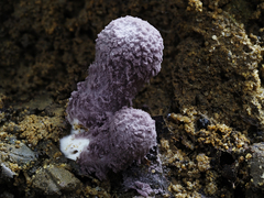 Coniolepiota spongodes