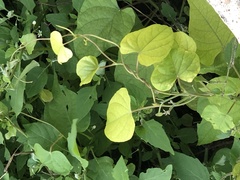 Ipomoea indica