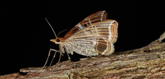 Phrataria