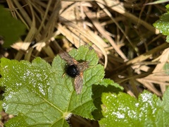 Image of Archytas apicifer