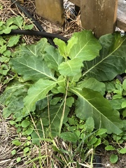 Nicotiana repanda