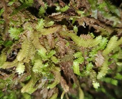 Saccogynidium decurvum
