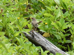 Malurus