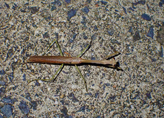 Archimantis latistyla