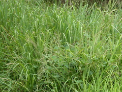 Malurus