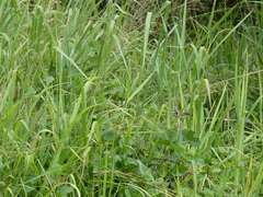Malurus