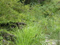 Malurus