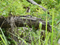 Malurus