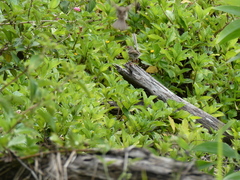 Malurus