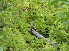 Malurus