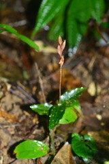 Zeuxine agyokuana