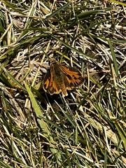 Hylephila fasciolata