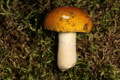 Russula risigallina