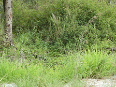 Malurus