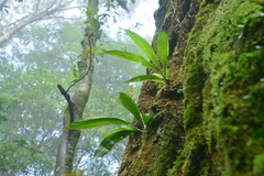 Calanthe actinomorpha