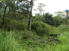 Malurus