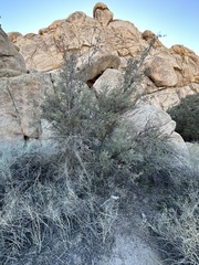 Quercus cornelius-mulleri