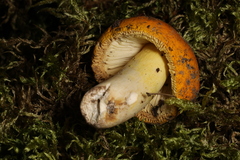 Russula risigallina