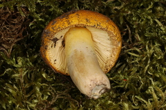 Russula risigallina