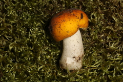 Russula xantho