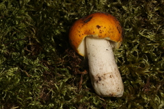 Russula xantho