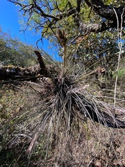 Tillandsia juncea