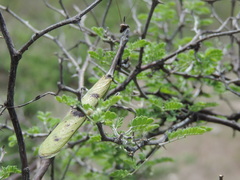 Pseudovates arizonae