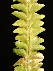 Saccogynidium decurvum