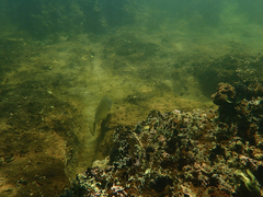 Acanthopagrus butcheri