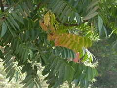 Ailanthus triphysa