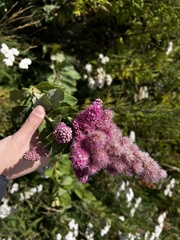 Spiraea salicifolia