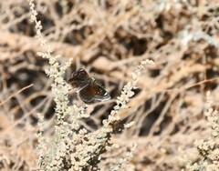 Hesperopsis libya