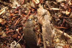 Catasarcus bilineatus