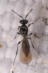 Platygastrinae
