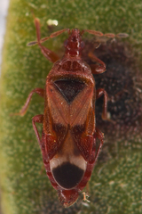 Anthocoris bakeri