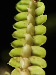 Saccogynidium decurvum