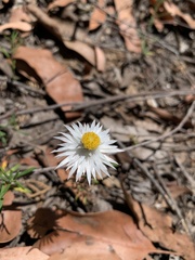 Helichrysum leucopsideum