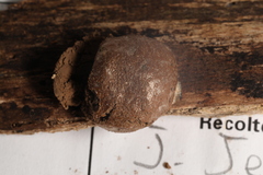 Reticularia splendens