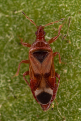 Anthocoris bakeri
