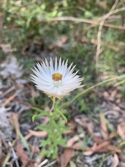 Helichrysum leucopsideum