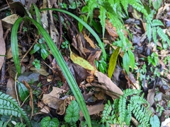 Calanthe davidii
