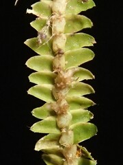 Saccogynidium decurvum