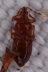 Anthocoris bakeri