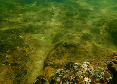 Acanthopagrus butcheri