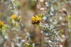 Crossidius suturalis