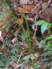 Calanthe davidii