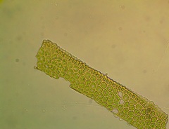 Polytrichum pallidisetum